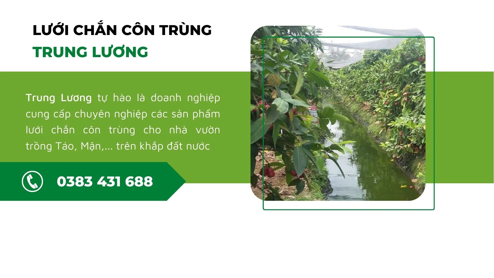 Lưới Chắn Côn Trùng Trung Lương vườn mận - Lưới Trung Lương Lưới Chắn Côn Trùng Trung Lương vườn mận