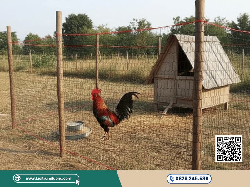 Lưới rào gà vịt Trung Lương dễ lắp đặt chịu nắng mưa độ bền cao