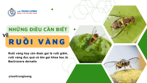 Ruồi vàng là gì? Phân loại, tác hại của ruồi vàng