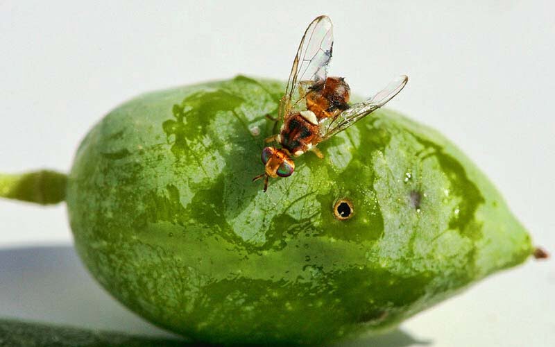 Ruồi vàng đục làm hư quả