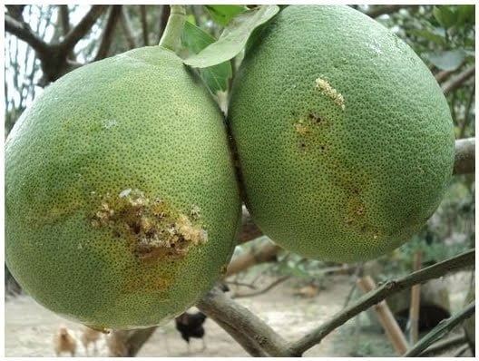 Ruồi vàng chích hư quả bưởi