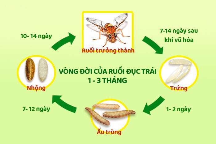 Vòng đời của ruồi vàng hoàn thành trong 4 tuần