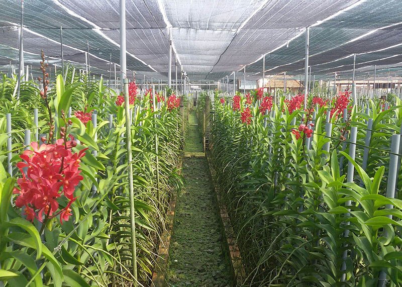 Lưới che nắng cho vườn lan được sử dụng phổ biến