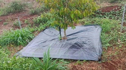 Bạt trải diệt cỏ cho cây sầu riêng