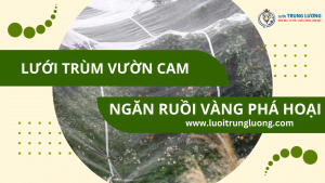 Lưới trùm vườn cam ngăn ruồi vàng phá hoại