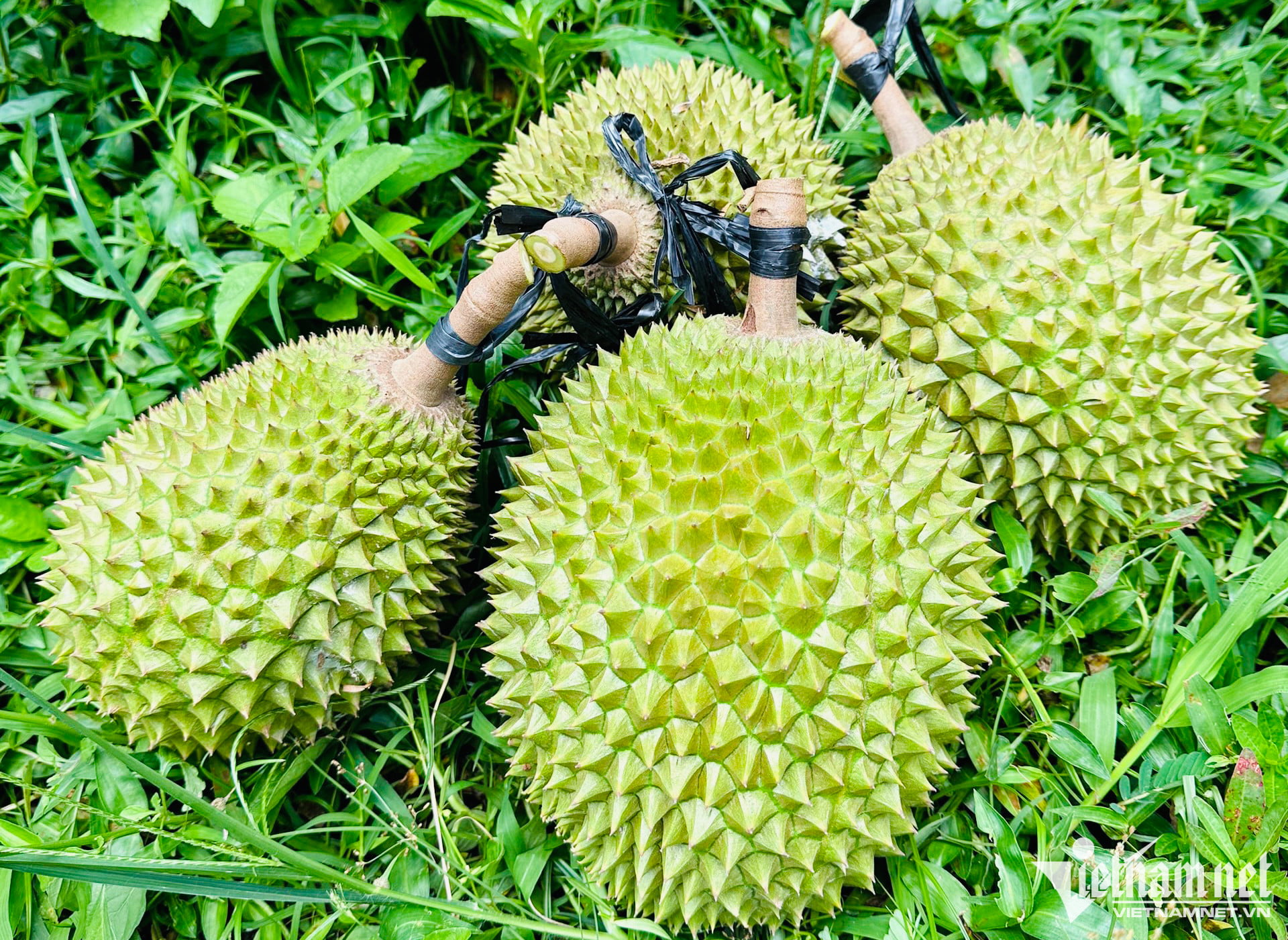 Quả sầu riêng Musang King sở hữu kích thước trái không quá lớn với hình bầu dục - Lưới Trung Lương Quả sầu riêng Musang King sở hữu kích thước trái không quá lớn với hình bầu dục