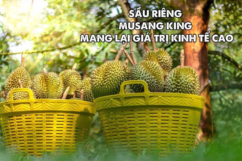 Sầu riêng Musang King mang giá trị kinh tế cao cho người nông dân - Lưới Trung Lương Sầu riêng Musang King mang giá trị kinh tế cao cho người nông dân