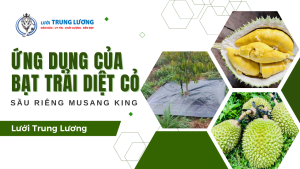 Sầu riêng musang king và bạt trải diệt cỏ