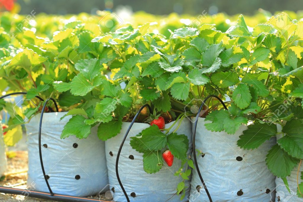 Tưới vừa đủ cho dâu tây để tránh làm cây bị thúi rễ