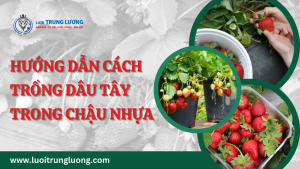 hướng dẫn cách trồng dâu tây trong chậu nhựa