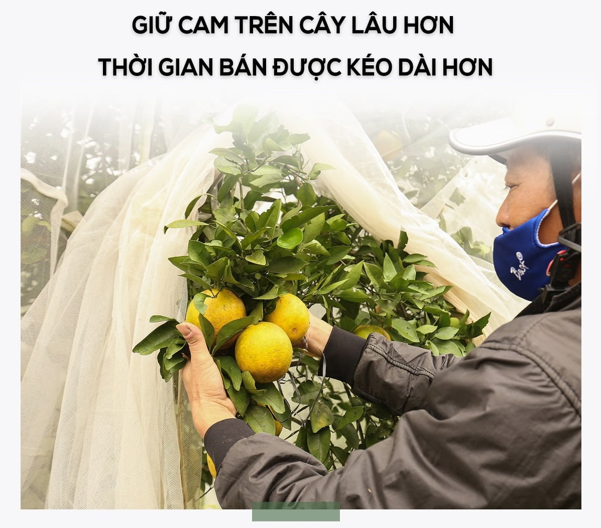 Lưới trùm vườn cam mang lại năng suất cao cho cây cam