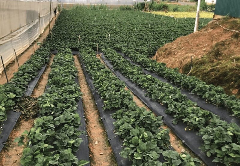 Bạt phủ diệt cỏ HDPE dùng để trồng dâu tây ở Đà Lạt - Lưới Trung Lương Bạt phủ diệt cỏ HDPE dùng để trồng dâu tây ở Đà Lạt