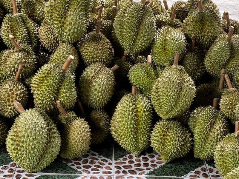 Sầu riêng mang lại giá trị kinh tế cao - Lưới Trung Lương Sầu riêng mang lại giá trị kinh tế cao