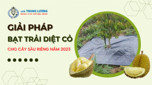 bạt trải diệt cỏ cho cây sầu riêng năm 2023
