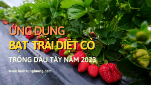 bạt trải diệt cỏ trồng dâu tây
