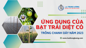ứng dụng của bạt trải diệt cỏ trồng chanh dây năm 2023