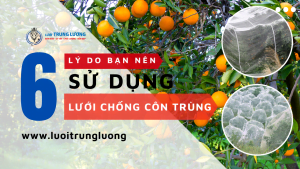 6 Lý do sử dụng lưới chống côn trùng bạn nên biết