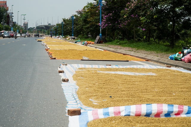 Bạt dứa dùng để phơi lúa