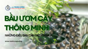 Bầu ươm cây thông minh - Những điều bạn cần biết