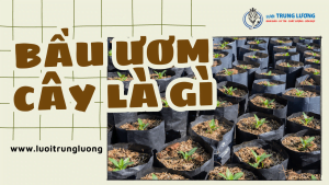 Bầu ươm cây trồng thông minh là gì