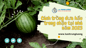 Cách trồng dưa hấu trong chậu tại nhà năm 2023