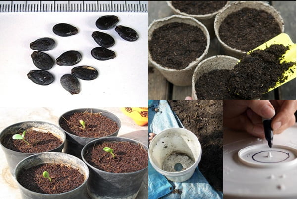 Chuẩn bị đất trồng và chậu 