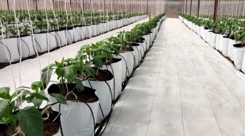 Hệ thống tưới nhỏ giọt vào gốc cây ớt chuông