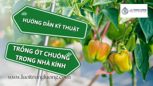 Hướng dẫn kỹ thuật trồng ớt chuông trong nhà kính năm 2023