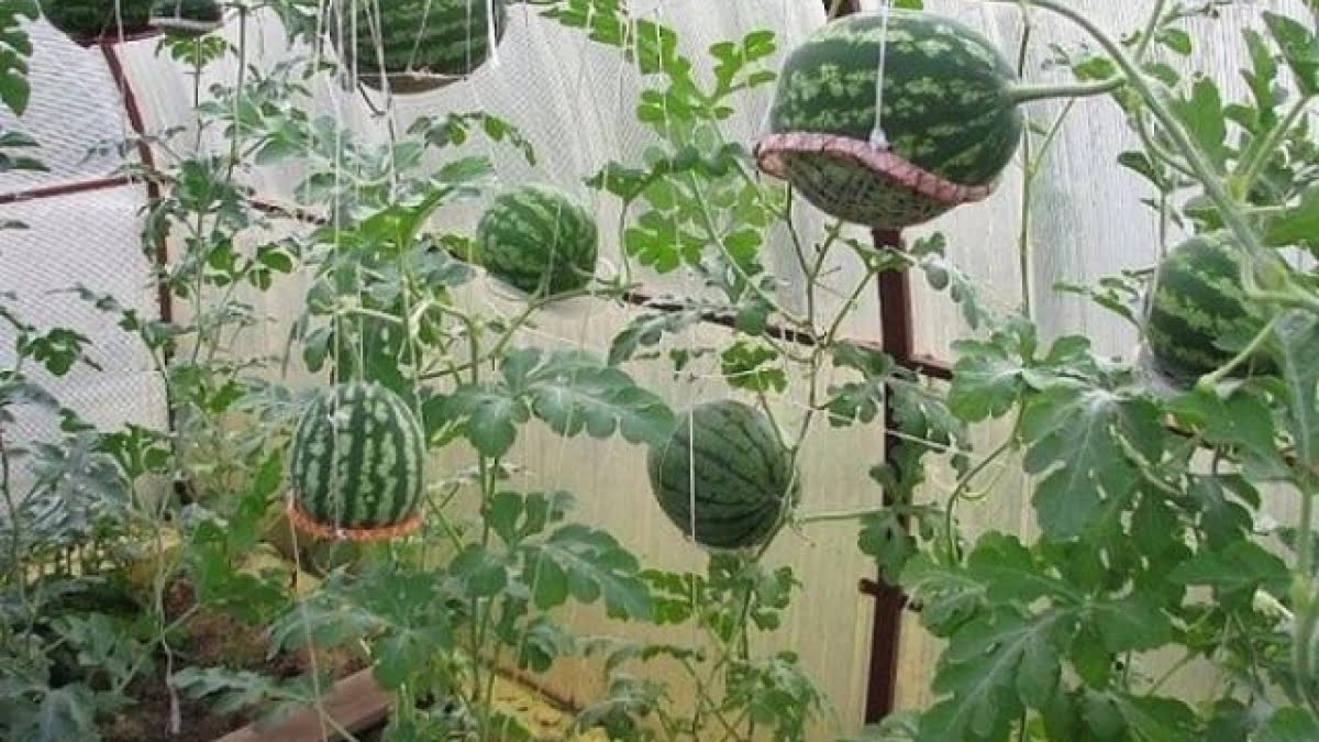 Làm bầu giữ quả tránh bị hỏng