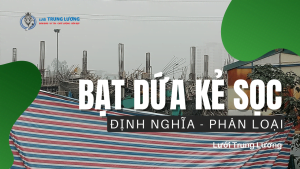 MUA BẠT DỨA KẺ SỌC Ở ĐÂU