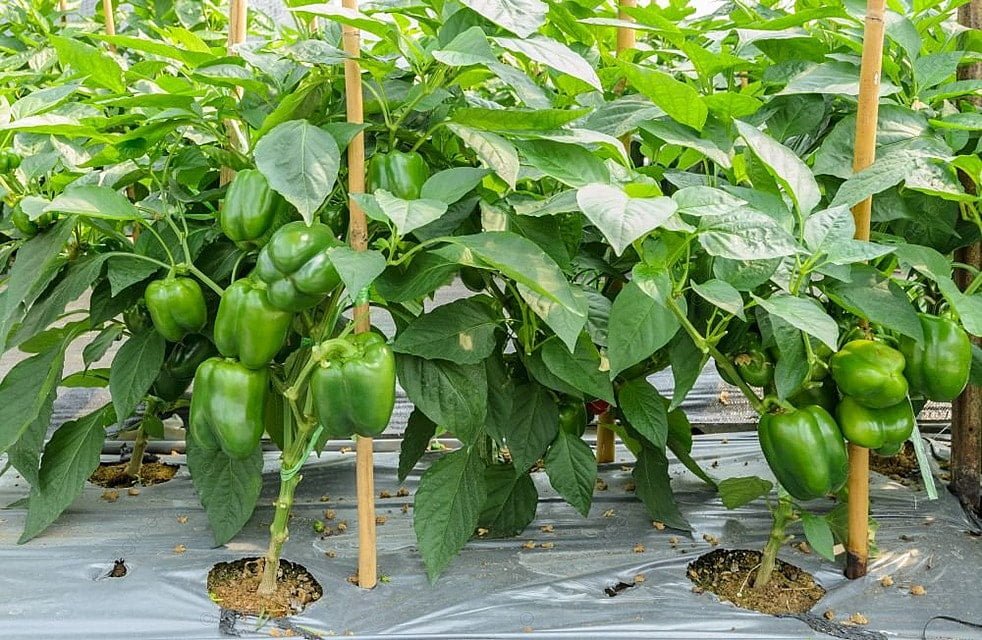Màng phủ nông nghiệp khi trồng ớt