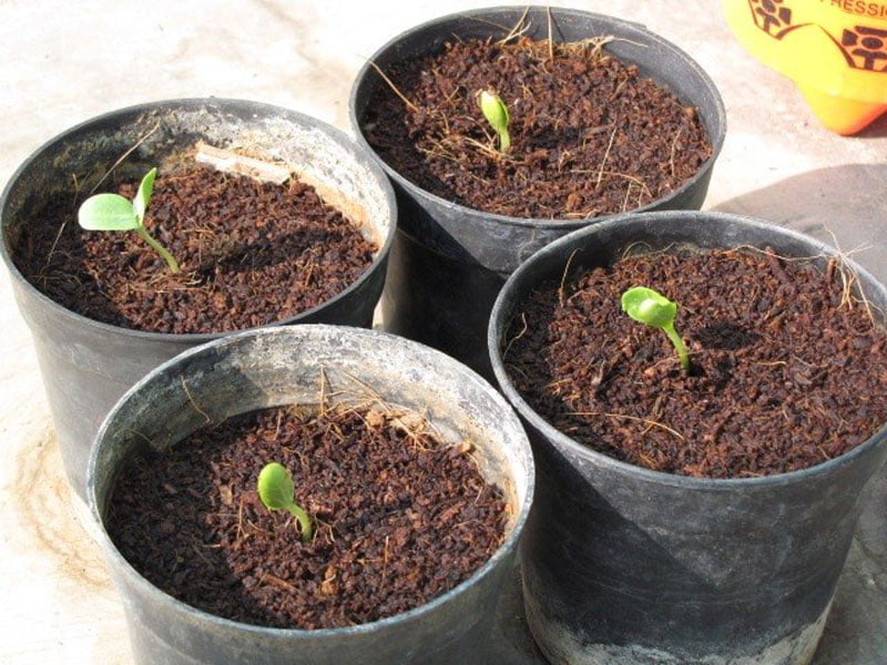 Chậu nhựa dùng để trồng dưa phải cao, đế cao để tránh bị úng nước