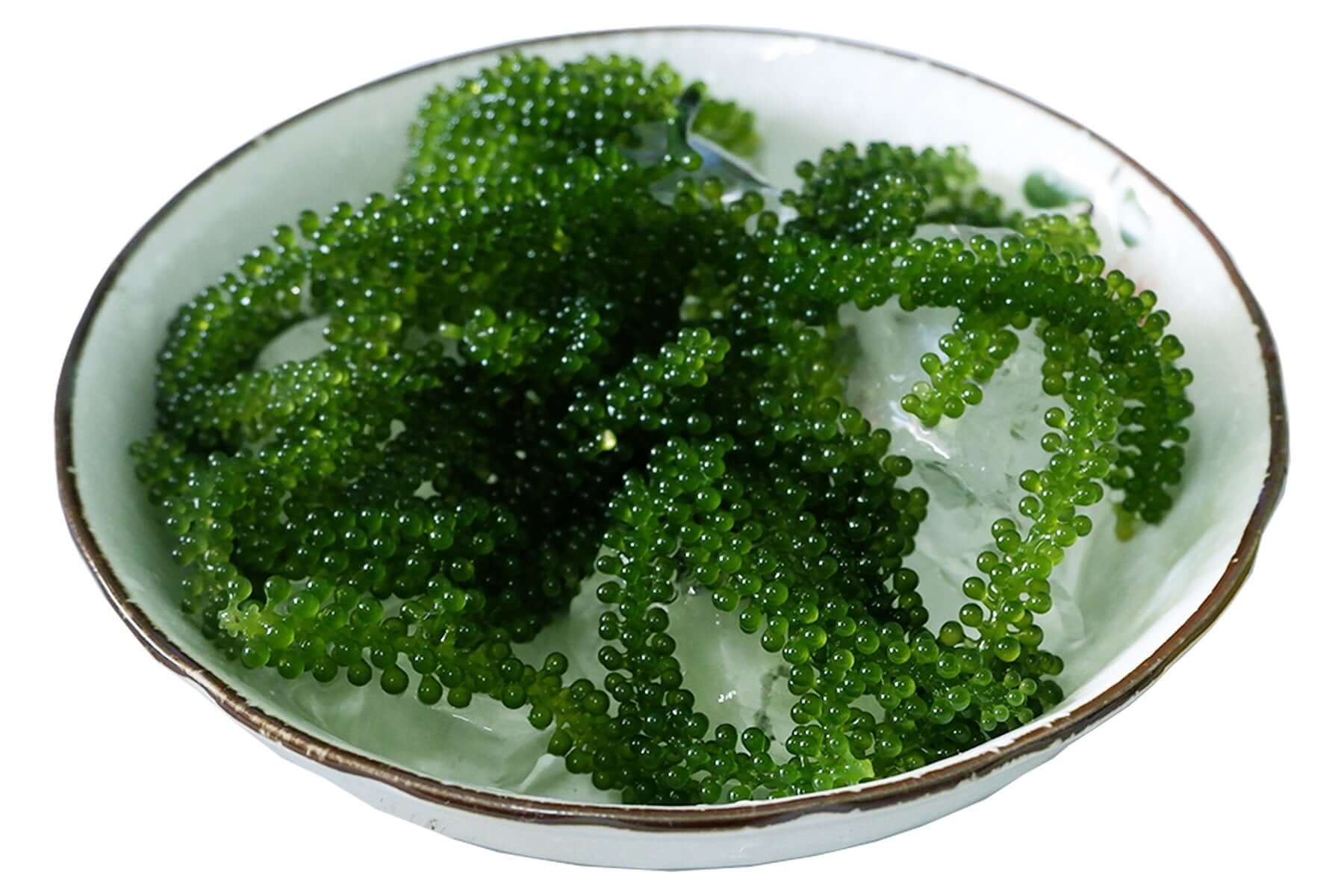 Cây rong nho chứa nhiều chất dinh dưỡng