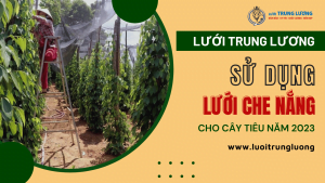 Cây tiêu và lợi ích của lưới che nắng năm 2023