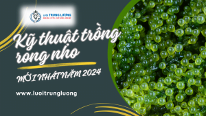Kỹ thuật trồng rong nho mới nhất năm 2024