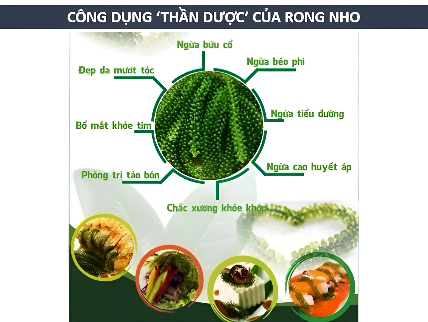 Lợi ích của rong nho mang lại cho sức khỏe
