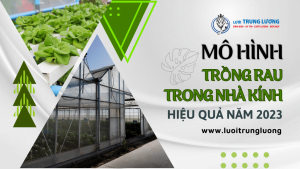 Mô hình trồng rau trong nhà kính hiệu quả năm 2023