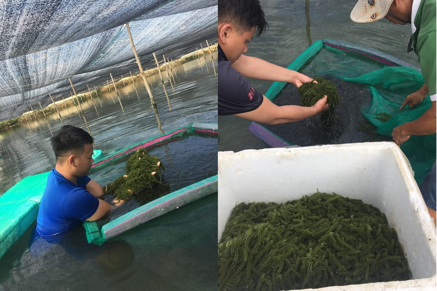 Mô hình trồng rong nho mang lại hiệu quả kinh tế cao