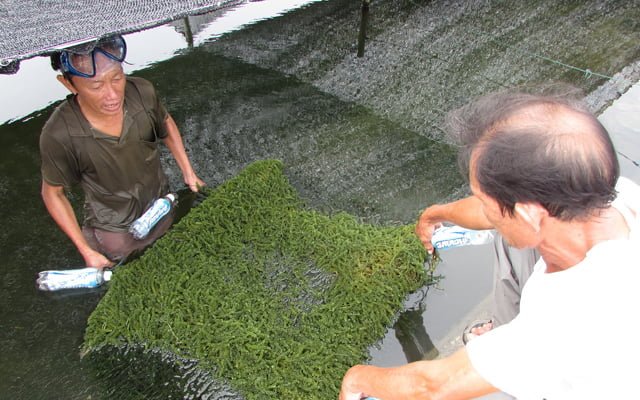 Phương pháp trồng khay sàn