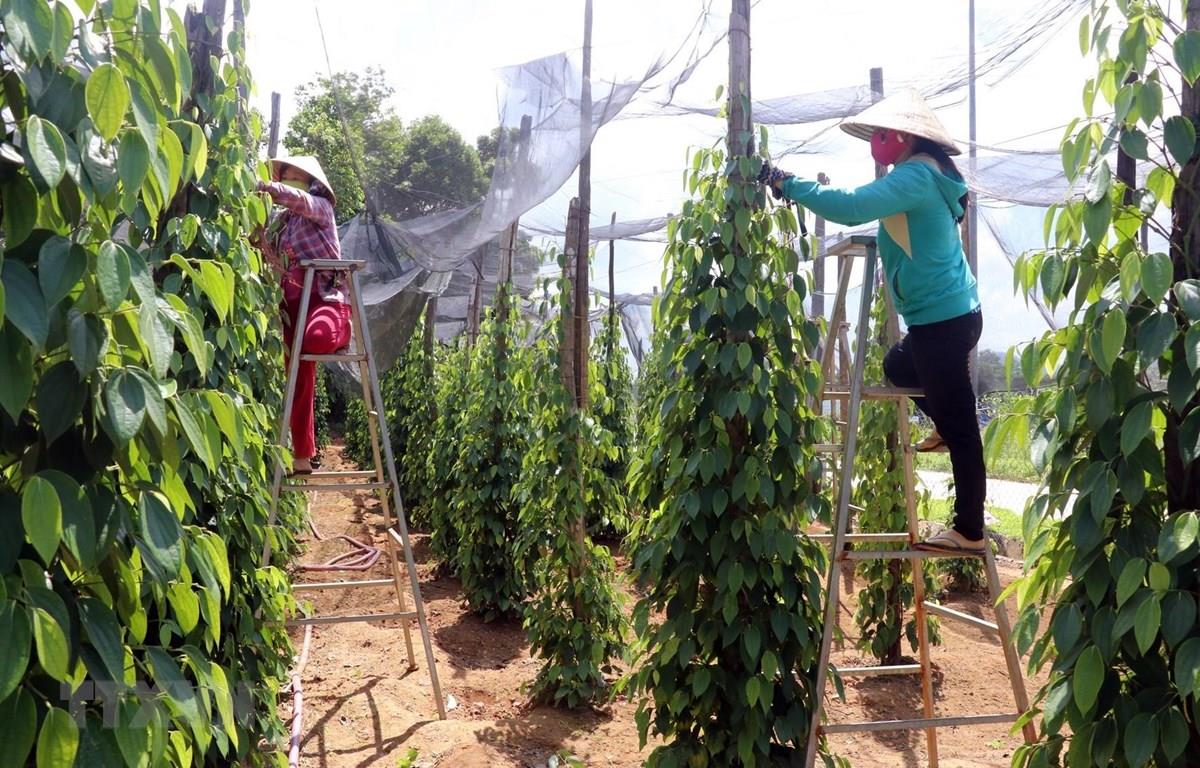 Sử dụng lưới che nắng cho cây tiêu