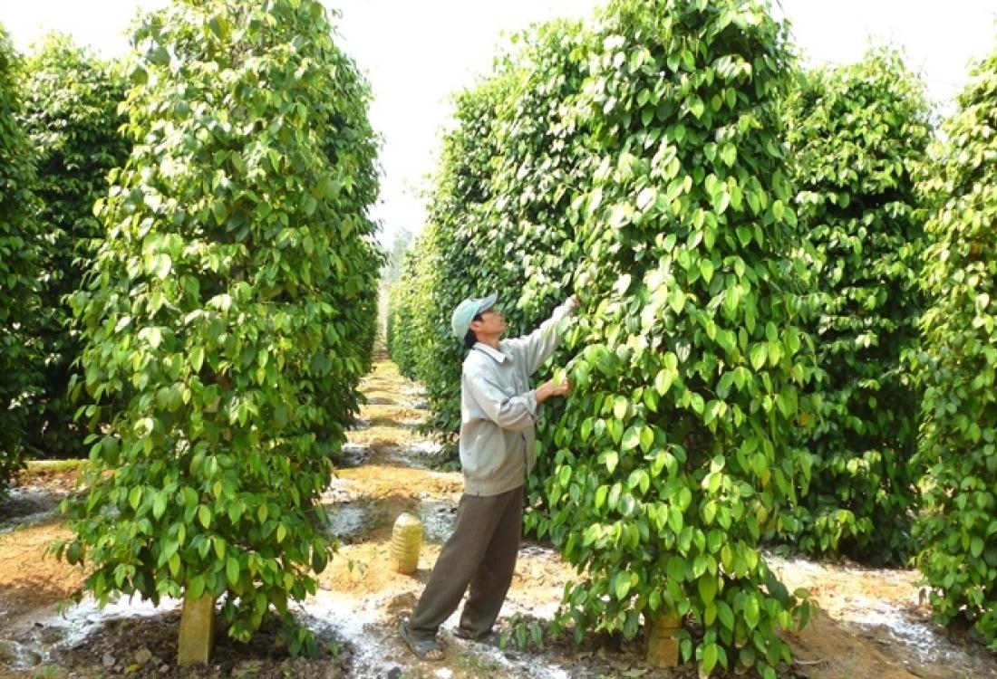 Vườn tiêu xanh tốt tại Tây Nguyên