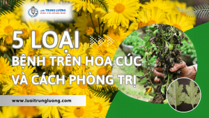 5 loại bệnh trên hoa Cúc và cách phòng trị