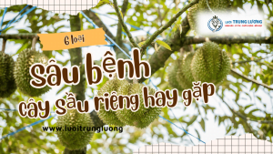 6 loại sâu bệnh cây sầu riêng hay gặp phải
