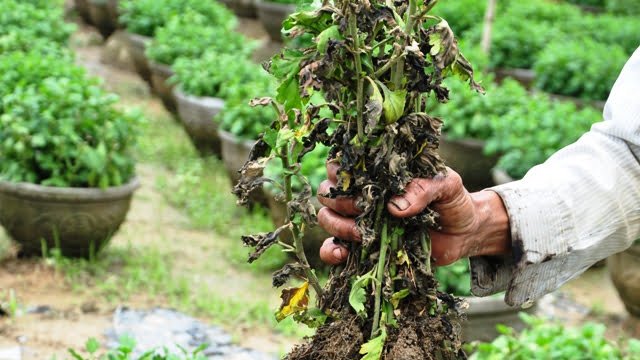 Bệnh khô lá cây Cúc khá nặng - Lưới Trung Lương Bệnh khô lá cây Cúc khá nặng