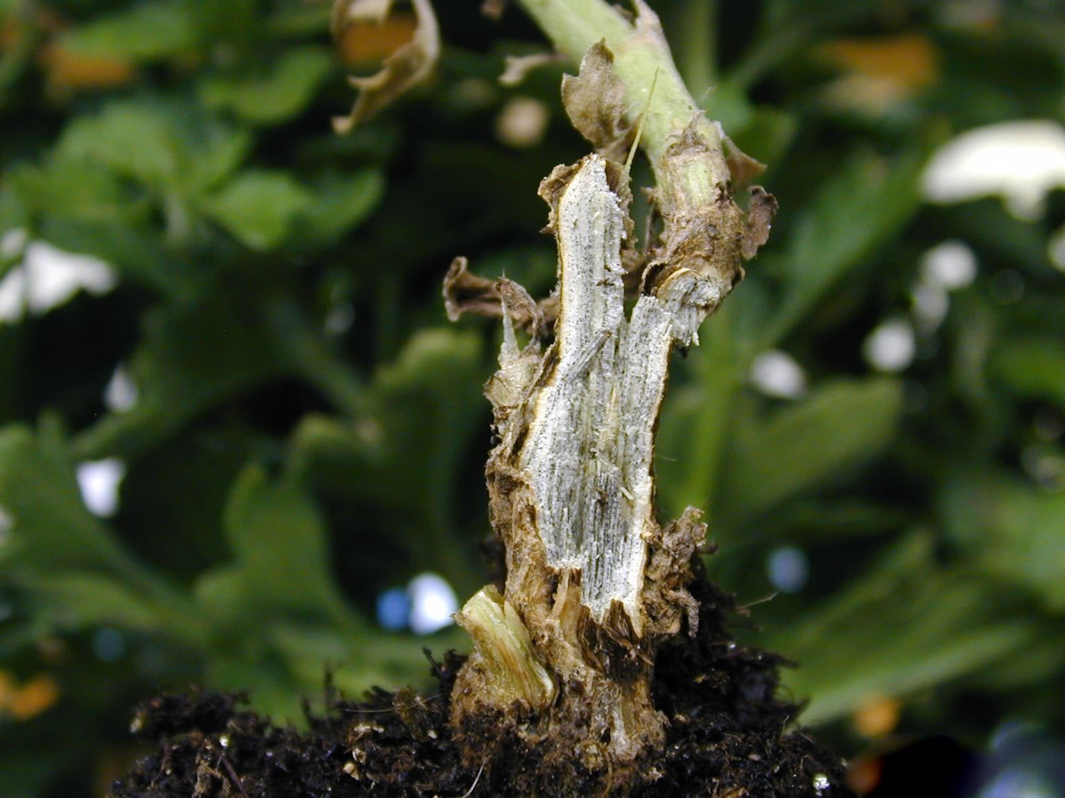 Bệnh lở cổ rễ ở hoa Cúc do nấm Rhizoctonia Solani gây hại - Lưới Trung Lương Bệnh lở cổ rễ ở hoa Cúc do nấm Rhizoctonia Solani gây hại
