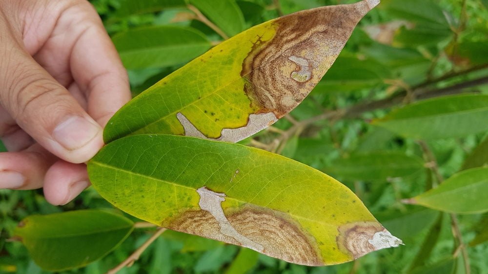 Bệnh thán thư cây sầu riêng