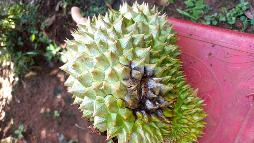 Bệnh thối quả cây sầu riêng