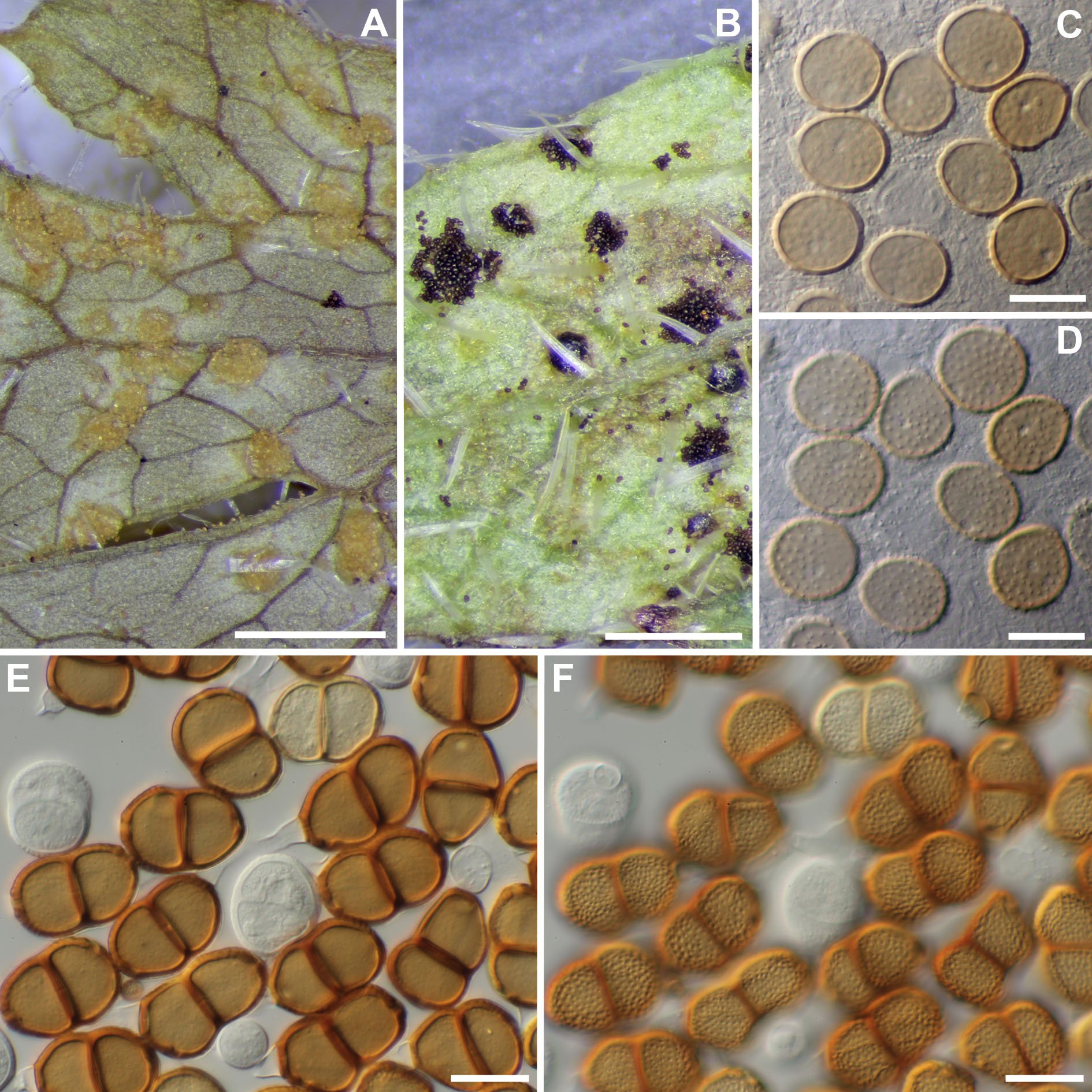 Hình ảnh của nấm Puccinia Chrysanthemi gây bệnh gỉ sét trên hoa Cúc - Lưới Trung Lương Hình ảnh của nấm Puccinia Chrysanthemi gây bệnh gỉ sét trên hoa Cúc