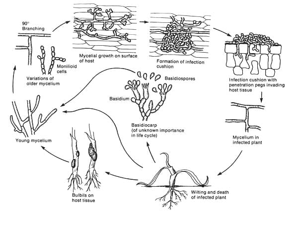 Vòng đời của nấm Rhizoctonia Solani - Lưới Trung Lương Vòng đời của nấm Rhizoctonia Solani