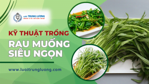 Hướng dẫn trồng rau muống siêu ngọn tại nhà năm 2024